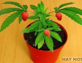 MARIHURANGO: Estudante de biologia faz cruzamento de maconha e morango com sucesso e é denunciado à polícia