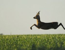 COISAS DE VIADO; OU SERIA VEADO?
