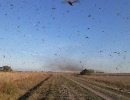 Nuvem de gafanhotos chega à Argentina e se aproxima perigosamente do Brasil
