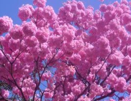 Árvores nativas exóticas florescem em João Pessoa e deixam a cidade cada vez mais bonita