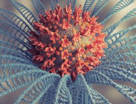 Linhagem mais transmissível da Ômicron é detectada no Brasil