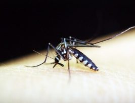 Dengue avança em áreas com pessoas menos imunizadas e casos mais que dobram no país
