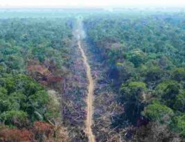 Desmatamento na Amazônia tem queda de 61% em janeiro, aponta Inpe