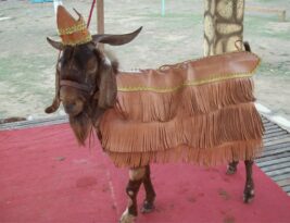 Justiça proíbe participação de bodes em competições na Festa do Bode Rei em Cabaceiras