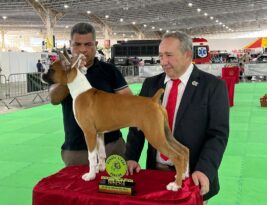Multifeira Brasil Mostra Brasil sedia exposições internacionais de cães de raça neste domingo