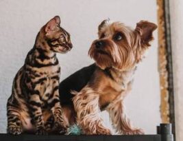 Dia Internacional do Animal Abandonado estimula a adoção; saiba cuidados básicos