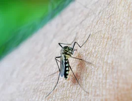 Casos prováveis de dengue sobem de 120 mil para 217 mil em uma semana