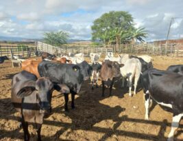 Projetos da UFPB oferecem assistência técnica gratuita e fortalecem produção de leite no Brejo e Agreste paraibanos