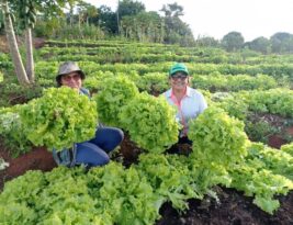 Quintais produtivos garantem alimentos e renda para mais de 20 mil famílias agricultoras na Paraíba