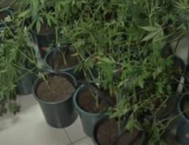 Cultivo de maconha para festas e boates leva à prisão de policiais, seguranças e estudante em João Pessoa