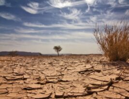 Paraíba tem 97 cidades em situação de emergência por causa da seca