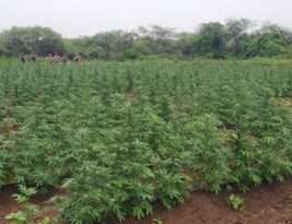 Cerca de cem mil pés de maconha são incinerados em ação da PF no Sertão da Paraíba
