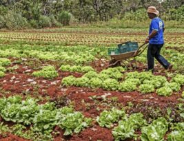 Pronaf amplia recursos Nordeste e Plano Safra bate recorde na região