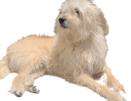 Diário Oficial publica Medida Provisória que cria Secretaria da Proteção Animal na Paraíba