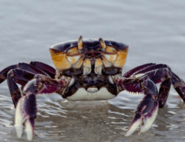 Captura do caranguejo-uçá na Paraíba estará proibida a partir de domingo