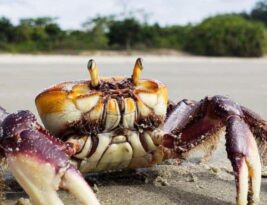 Novo período de defeso do caranguejo-uçá começa nesta terça-feira na Paraíba