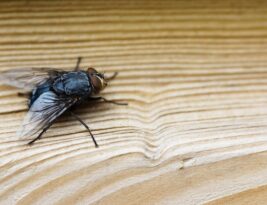 Casos de virose da mosca disparam e lotam unidades de saúde na Paraíba