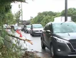 Chuvas provocam queda de árvores no Cabo Branco e no Varadouro, em João Pessoa