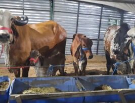Governador abre exposição de animais em Campina Grande  neste domingo