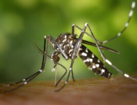 Paraíba confirma 1ª morte por dengue e soma quase 2,5 mil casos de arboviroses