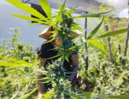 Justiça Federal amplia autorização para uso medicinal da flor de cannabis a todos os pacientes de associação paraibana